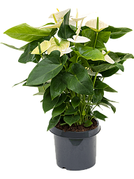 Lush Flamingo Flower Anthurium andraeanum 'Alaska' Indoor House Plants