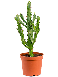 Trendy African Milk Tree Euphorbia antiquorum Indoor House Plants