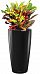Codiaeum Mix Colour Extravaganza in LECHUZA RONDO Self-watering Planter, Total Height 100 cm
