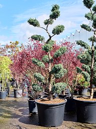 Photogenic Juniperus chinensis 'Blue Alps' Outdoor Plants