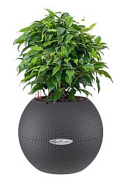 Ficus Benjamina in LECHUZA-PURO Self-watering Planter, Total Height 30 cm
