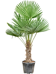 Windmill Palm Tree Trachycarpus fortunei (300-350)