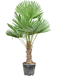 Windmill Palm Tree Trachycarpus fortunei (300-350)