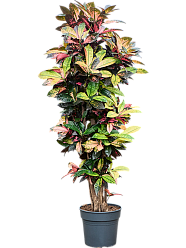 Colorful Croton (Codiaeum) variegatum 'Mrs. Iceton' Indoor House Plants