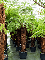 Lush Soft Tree Fern Dicksonia antarctica Tall Indoor House Plants Trees