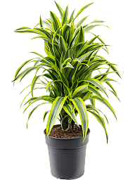 Colorful Corn Plant Dracaena fragrans 'Lemon Lime' Tall Indoor House Plants Trees