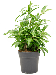 Easy-Care Spotted Gold Dust Dracaena surculosa (140-170) Indoor House Plants