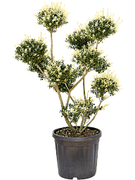 Cute Japanese Holly Ilex crenata (110-140) Outdoor Plants