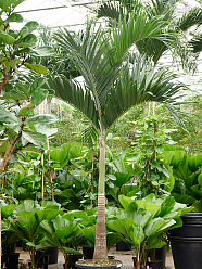 Lush Manila Palm Veitchia (Adonidia) merrillii (575-650) Indoor House Plants