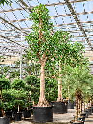 Lush Council Tree Ficus altissima Tall Indoor House Plants Trees