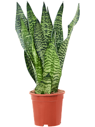 Elegant Snake Plant Sansevieria zeylanica Indoor House Plants