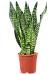 Elegant Snake Plant Sansevieria zeylanica Indoor House Plants