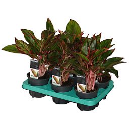 Shade-loving Chinese Evergreen Aglaonema Crete Indoor House Plants