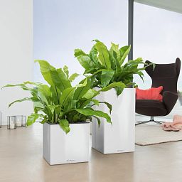 LECHUZA CANTO High Square Tall Poly Resin Self-watering Planter