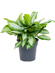 Showy Chinese Evergreen Aglaonema 'Silver Moon' Indoor House Plants