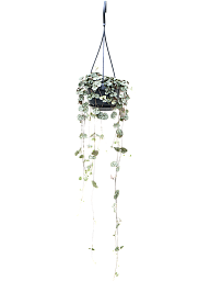 Showy String of Hearts Ceropegia woodii 'Variegata' Indoor House Plants