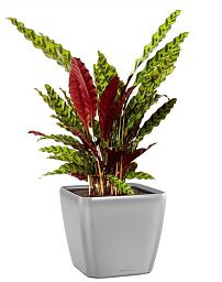 Calathea Lancifolia in LECHUZA QUADRO LS Self-watering Planter, Total Height 65 cm