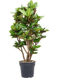 Colorful Croton (Codiaeum) variegatum 'Petra' Indoor House Plants