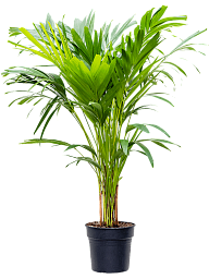 Lush Manila Palm Veitchia (Adonidia) merrillii (575-650) Indoor House Plants