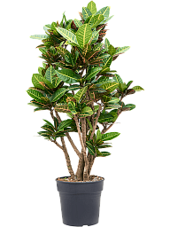 Colorful Croton (Codiaeum) variegatum 'Petra' Indoor House Plants