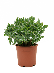 Easy-Care Jade Plant Crassula argentea Indoor House Plants