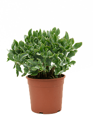 Easy-Care Jade Plant Crassula argentea Indoor House Plants