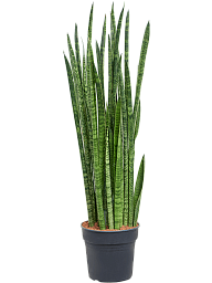 Easy-Care Snake Plant Sansevieria zeylanica 'Narrow' Indoor House Plants