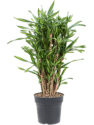 Easy-Care Corn Plant Dracaena fragrans 'Riki' Tall Indoor House Plants Trees
