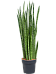 Easy-Care Snake Plant Sansevieria zeylanica 'Narrow' Indoor House Plants