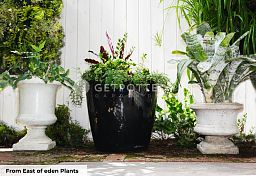 LECHUZA Quadro LS Square Poly Resin Self-watering Planter