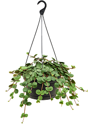 Easy-Care Radiator Plant Peperomia tetraphylla 'Hope' Indoor House Plants