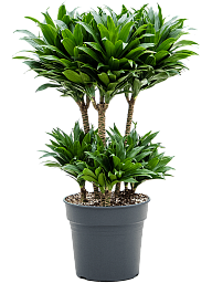 Easy-Care Corn Plant Dracaena fragrans 'Compacta' Indoor House Plants