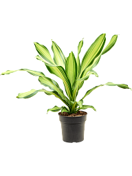 Colorful Corn Plant Dracaena fragrans 'Charley' Indoor House Plants