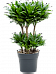 Easy-Care Corn Plant Dracaena fragrans 'Compacta' Indoor House Plants