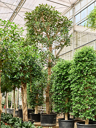 Lush Moreton Bay Fig Ficus macrophylla Tall Indoor House Plants Trees