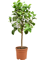 Cheerful Citrus lemon Tall Indoor House Plants Trees