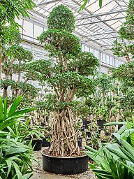 Lush Curtain Fig Ficus microcarpa 'Compacta' Tall Indoor House Plants Trees