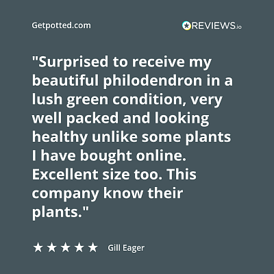 Showy Chinese Evergreen Aglaonema 'Madonna' Indoor House Plants W35 H(47-55) cm, Potsize D21 cm