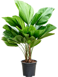 Lush Ruffled Fan Palm Licuala grandis Tall Indoor House Plants Trees