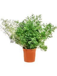 Asparagus umbellatus (myriocladus)
