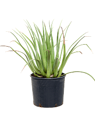 Easy-Care Agave bracteosa Indoor House Plants
