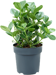 Graceful Autograph Tree Clusia rosea 'Princess' Indoor House Plants