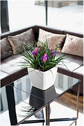 LECHUZA Quadro LS Square Poly Resin Self-watering Planter