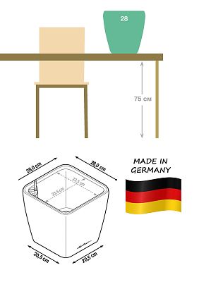 Calathea Lancifolia in LECHUZA QUADRO LS Self-watering Planter, Total Height 65 cm