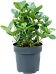 Graceful Autograph Tree Clusia rosea 'Princess' Indoor House Plants
