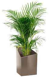 Chrysalidocarpus in LECHUZA CURSIVO Self-watering Planter, Total Height 120 cm