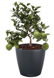 Lemon Tree in LECHUZA CLASSICO Color Self-watering Planter, Total Height 80 cm