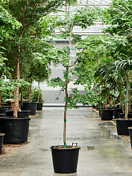 Lush Verawood Bulnesia arborea Tall Indoor House Plants Trees
