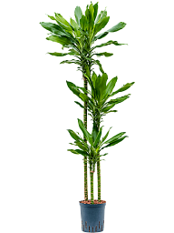 Vibrant Corn Plant Dracaena fragrans 'Burundii' Tall Indoor House Plants Trees