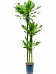 Vibrant Corn Plant Dracaena fragrans 'Burundii' Tall Indoor House Plants Trees
